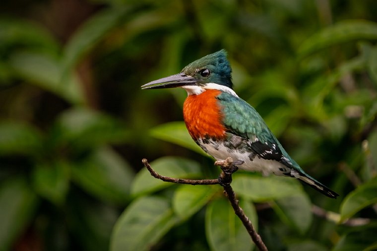018 Noord Pantanal, groene ijsvogel.jpg